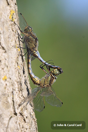 IMG_5988 Orthetrum cancellatum in cop.JPG